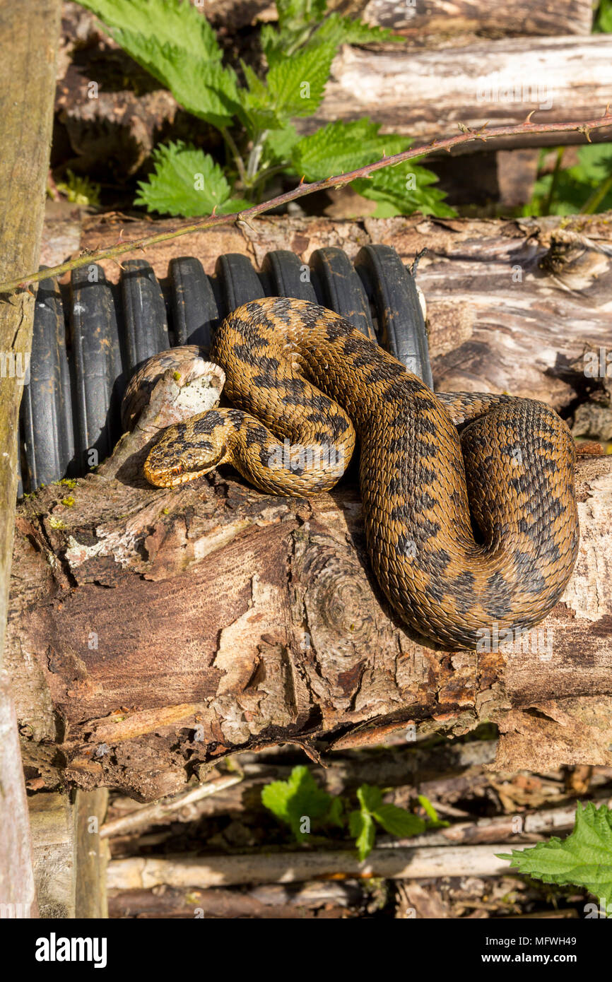 Adders hot spot in a bug hotel for wildlife. Sunbathing in April on logs and escaping if disturbed to the surrounding brambles. Shelter and safety. Stock Photo