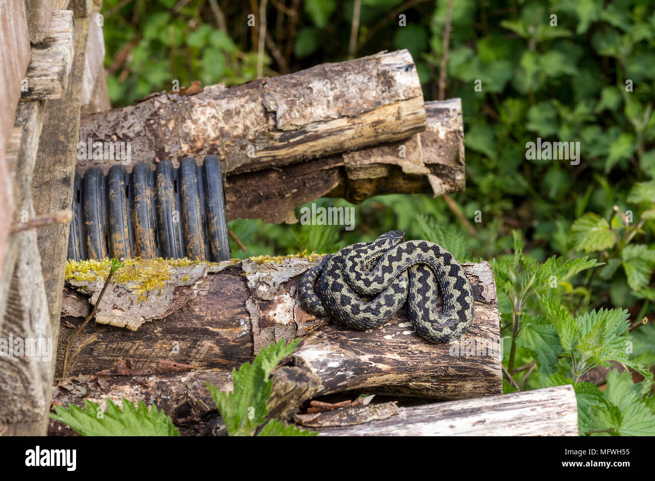 Adders hot spot in a bug hotel for wildlife. Sunbathing in April on logs and escaping if disturbed to the surrounding brambles. Shelter and safety. Stock Photo