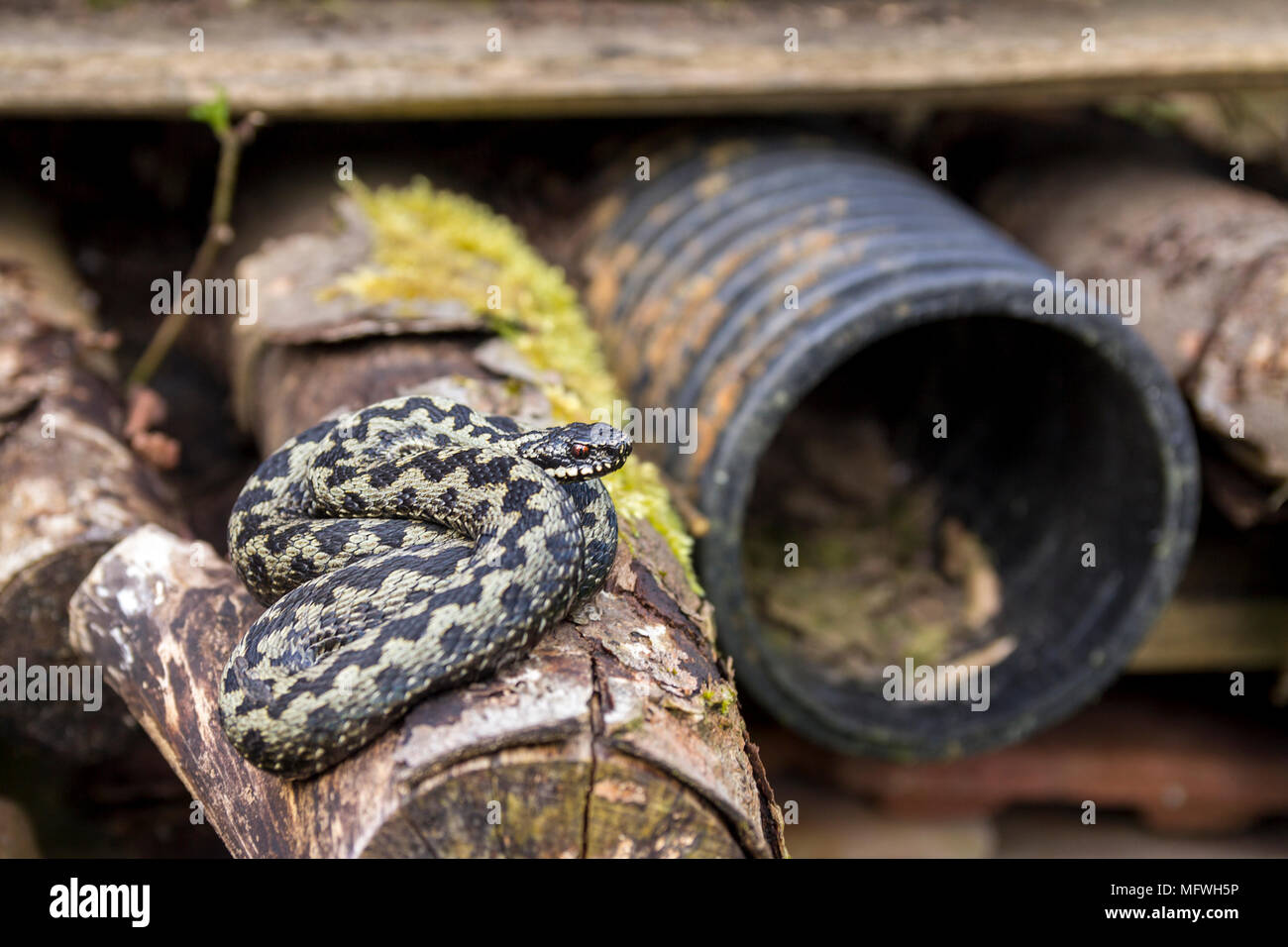 Adders hot spot in a bug hotel for wildlife. Sunbathing in April on logs and escaping if disturbed to the surrounding brambles. Shelter and safety. Stock Photo