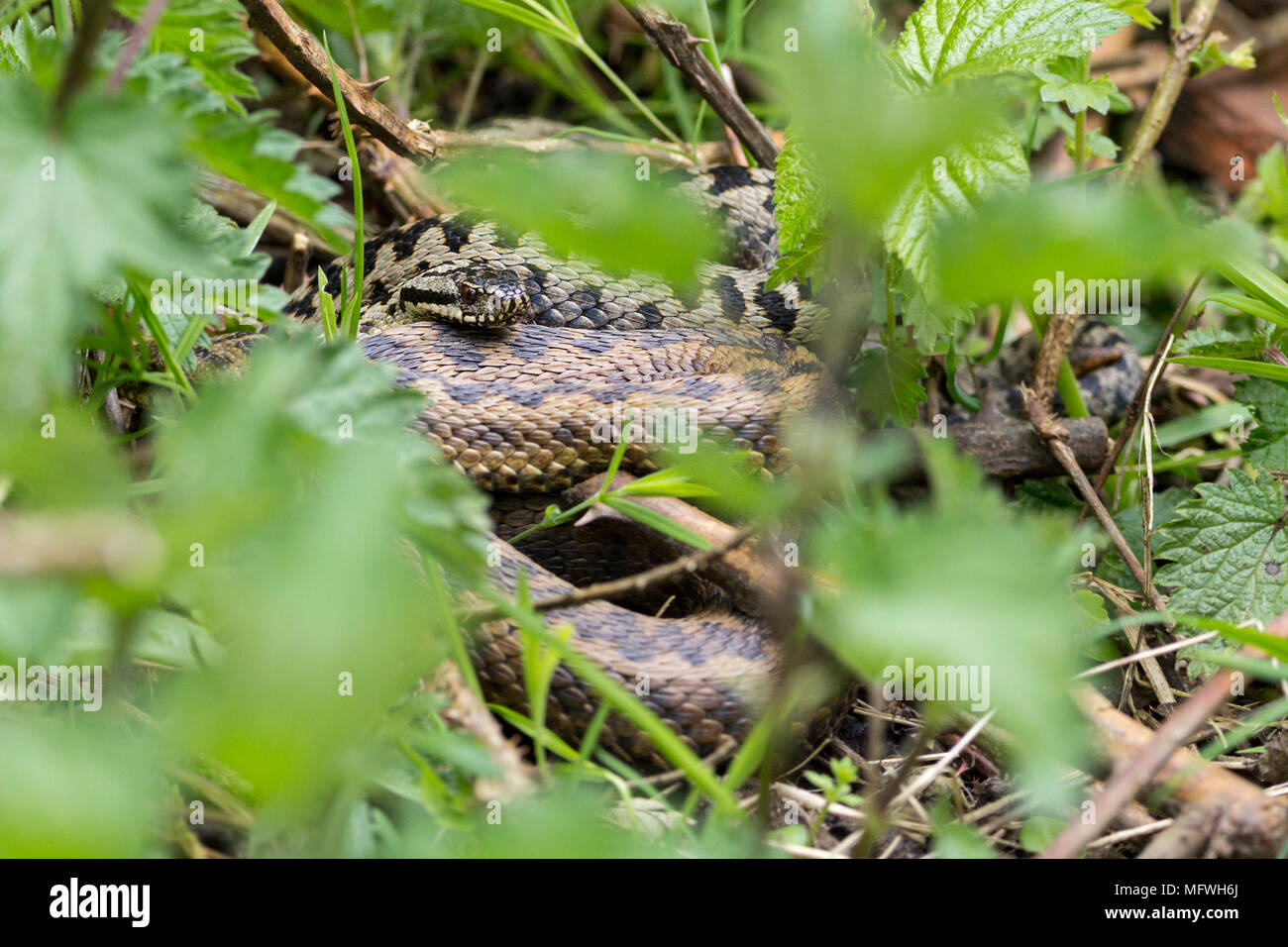 Adders hot spot by a bug hotel for wildlife. Sunbathing in April on logs and escaping if disturbed to the surrounding brambles. Shelter and safety. Stock Photo