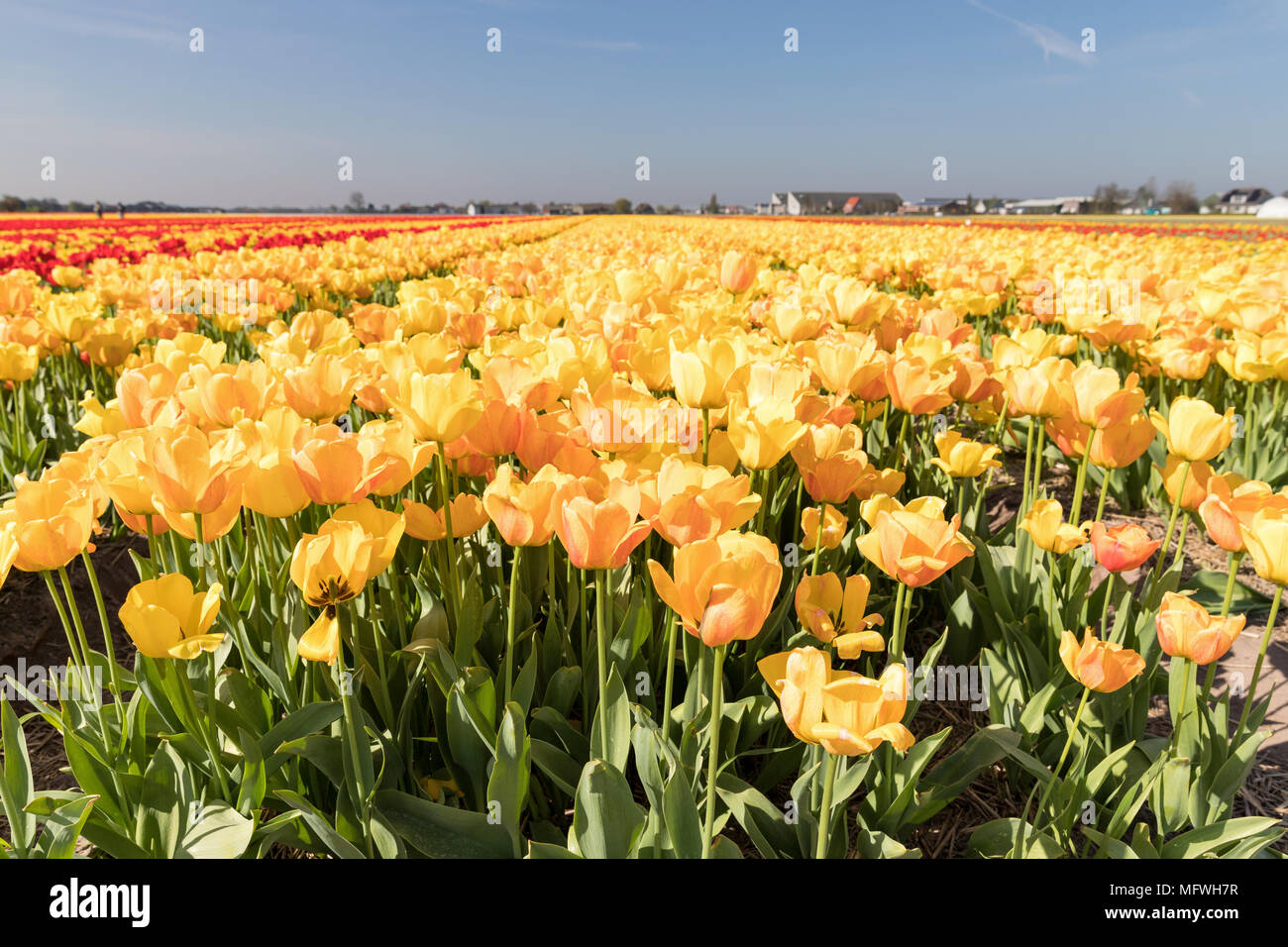 tulip field in the Netherlands Stock Photo