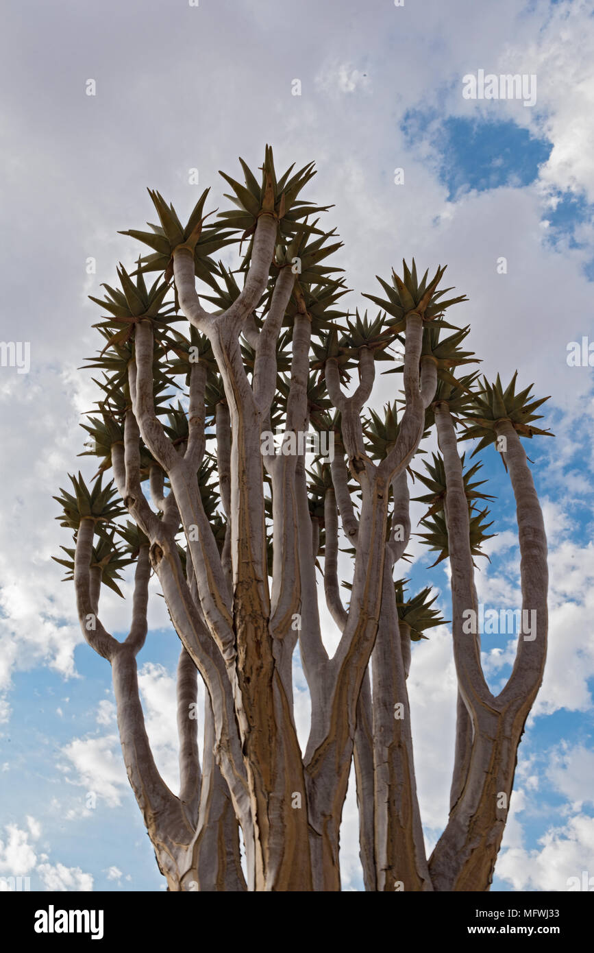 Quiver tree or  Kokerboom (Aloe dichotoma) against a cloudy sky, Namibia Stock Photo