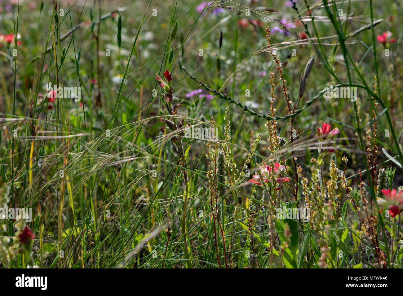 Wildflowers garden insects hi-res stock photography and images - Alamy