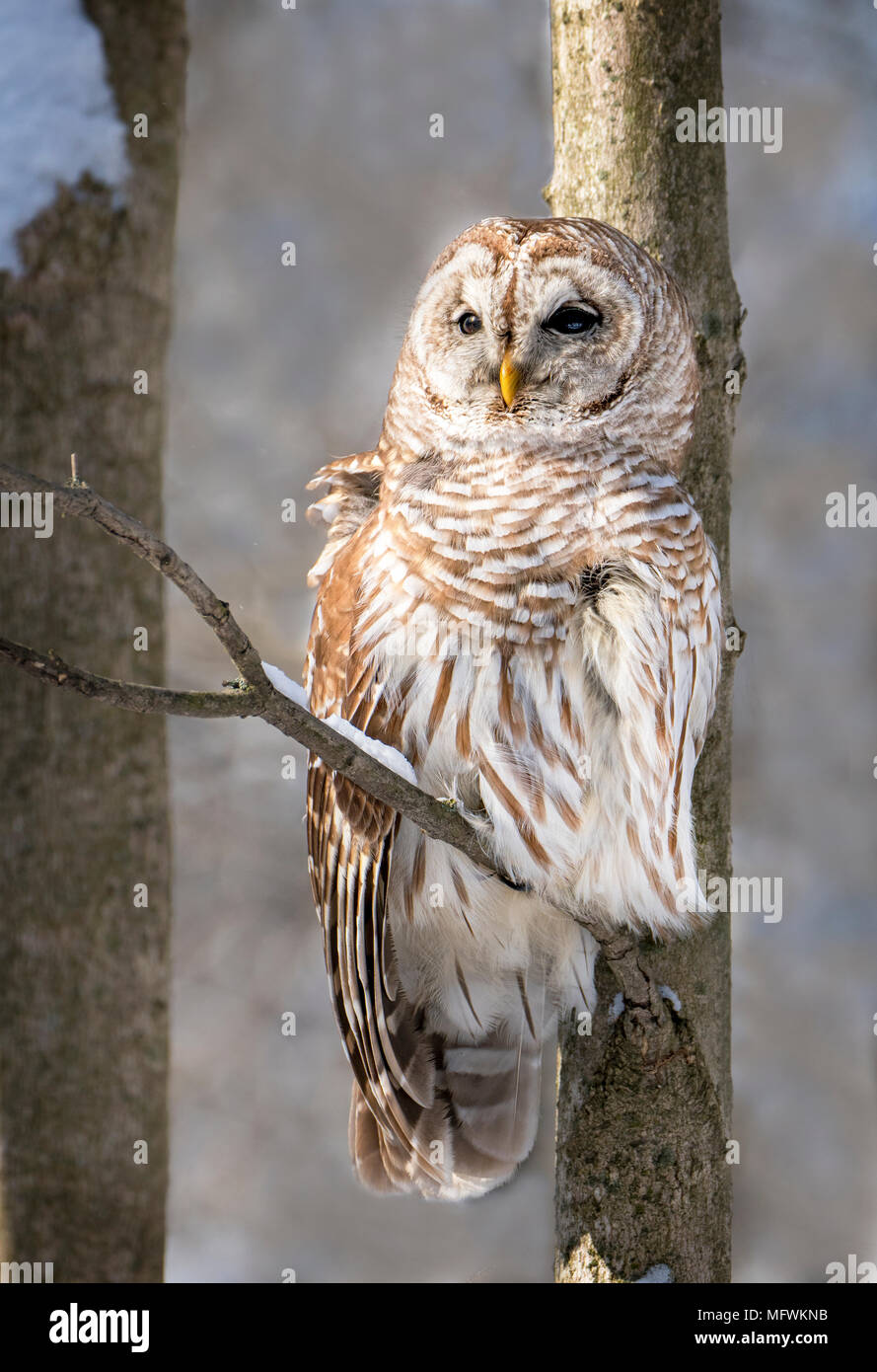 Barred owl hi-res stock photography and images - Alamy