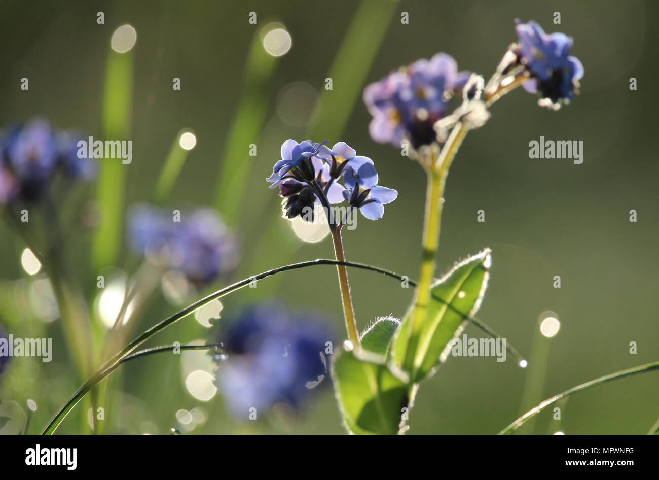 Beautiful backlit Myosotis (Forget Me Not) flowers, on an early spring morning at dawn. Selective focus. Stock Photo