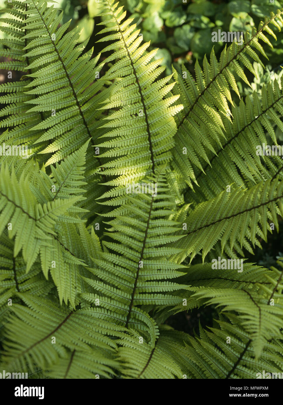 Fern Leaves Full Image High Resolution Stock Photography and Images - Alamy