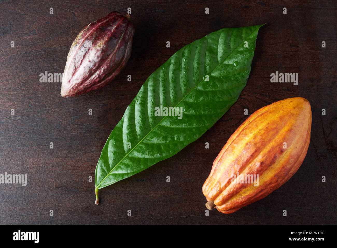 Ripe of cacao plant. Fresh cocoa plant ingredients Stock Photo Alamy