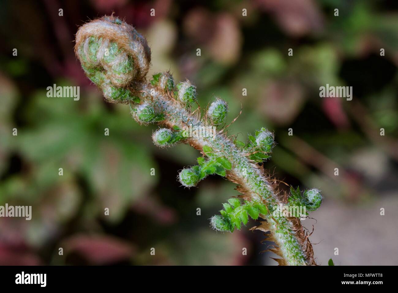 Unfurling Fern Frond Stock Photo