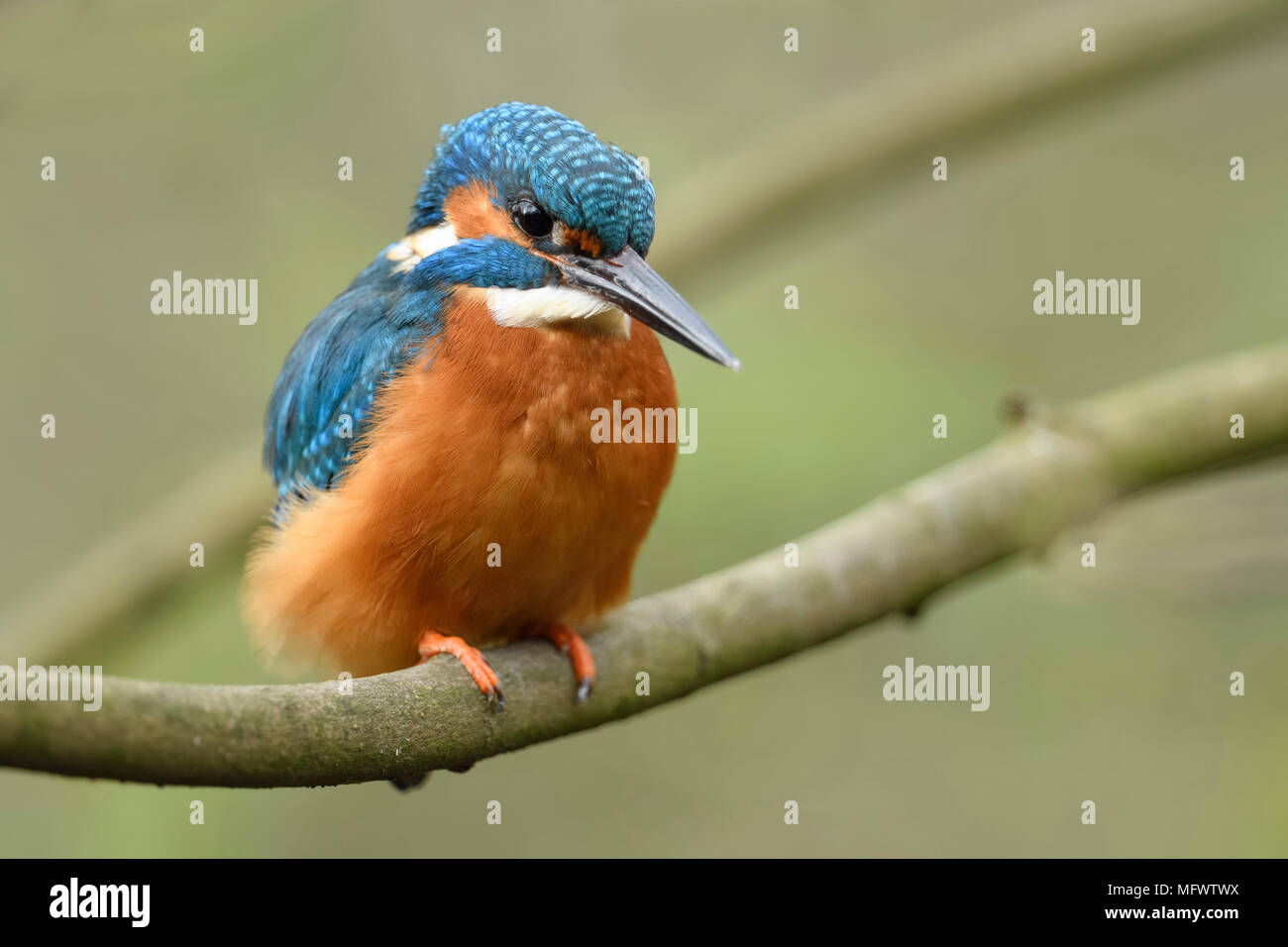 Eurasian Kingfisher / Eisvogel  ( Alcedo atthis ), male, colourful bird, perched on a branch for hunting, detailed frontal view, wildlife, Europe. Stock Photo