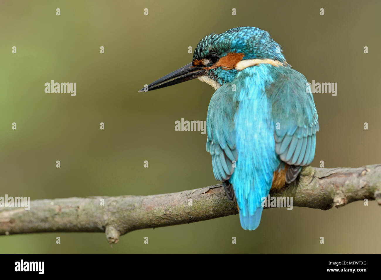 Eurasian Kingfisher  ( Alcedo atthis ), male, colourful bird, close, perched on a branch for hunting, detailed backside view, wildlife, Europe. Stock Photo