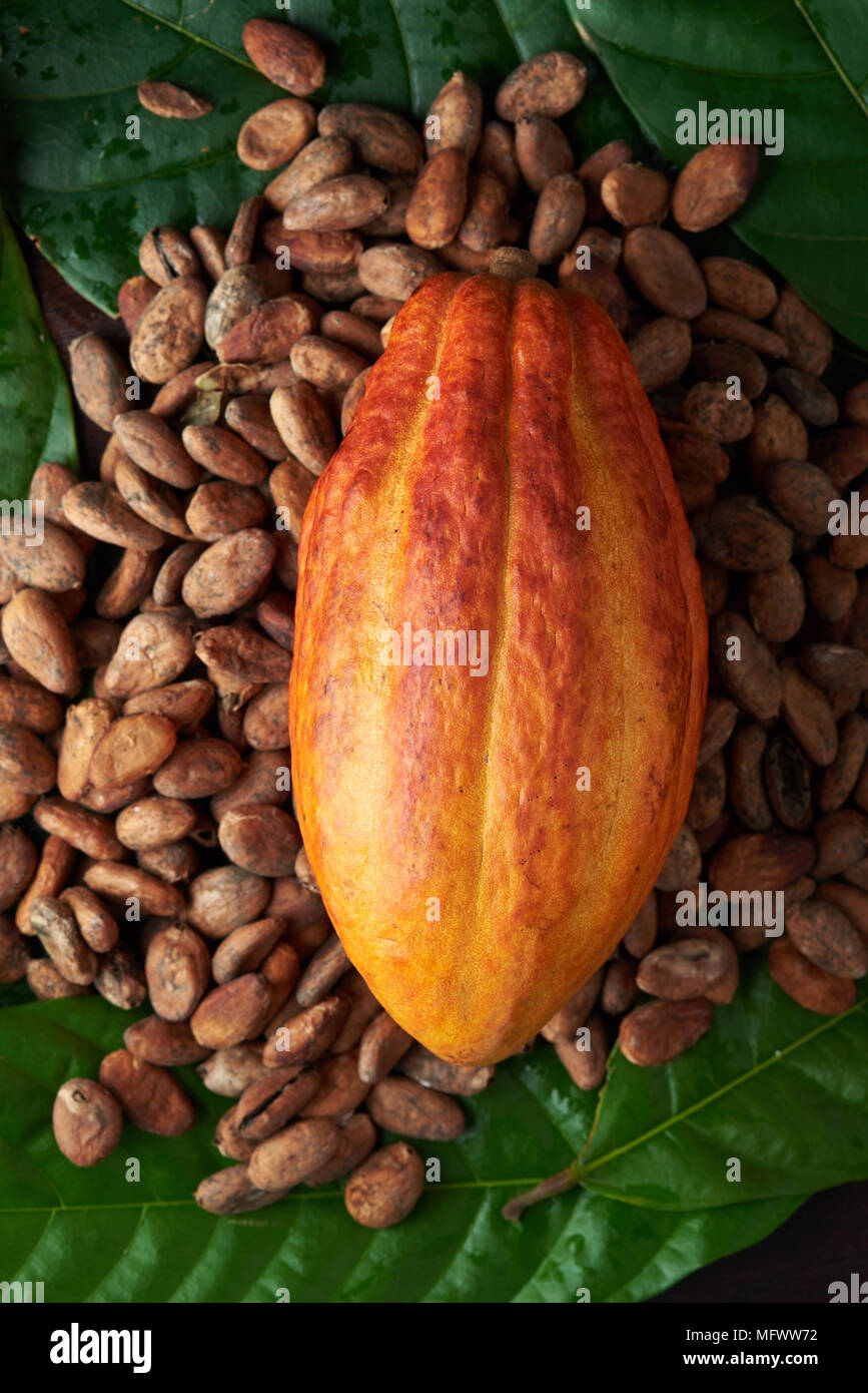 Colorful cacao plant theme above top view Stock Photo