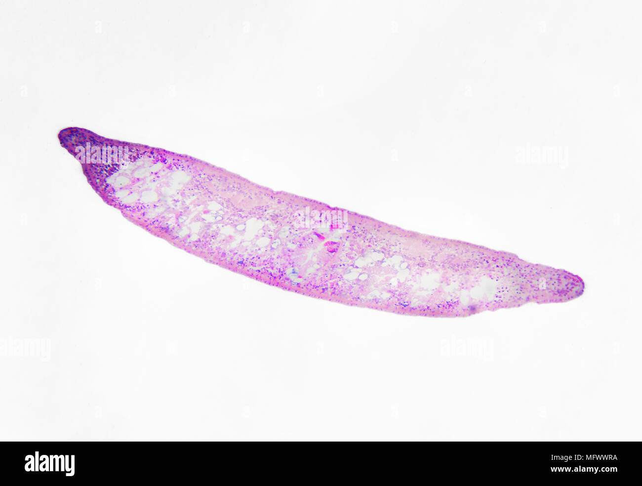 Microscopic photography. Planaria, transversal section. Stock Photo