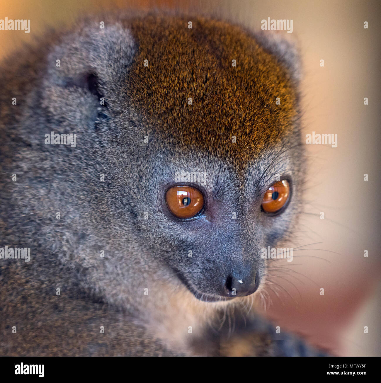 Western lesser bamboo lemur Hapalemur occidentalis also known as the northern bamboo lemur ,western gentle lemur,Sambirano lesser bamboo lemur Stock Photo
