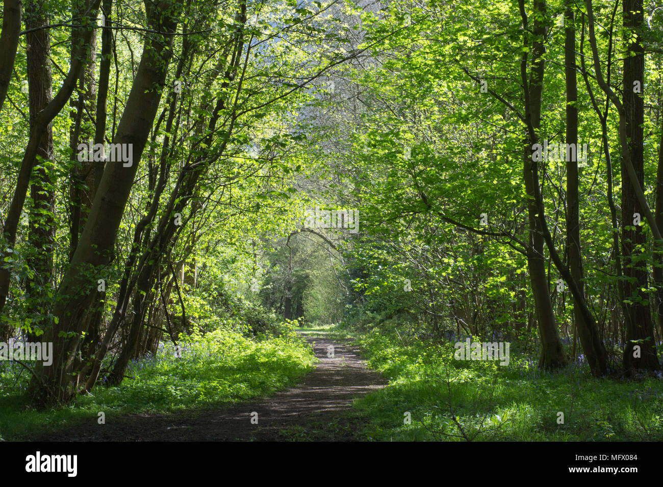 Woodland path during spring. Hinton Ampner, Hampshire, UK. Stock Photo