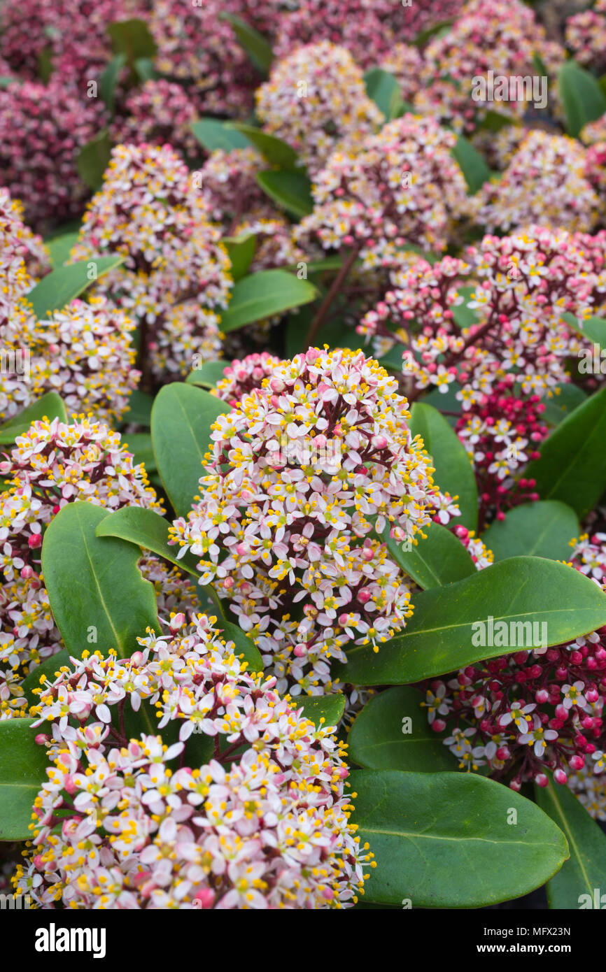 Skimmia japonica 'Rubella' Stock Photo