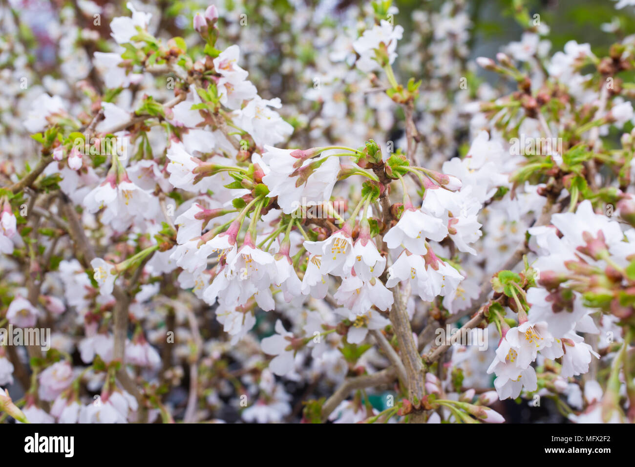 Prunus incisa 'Kojou-no-mai' Stock Photo