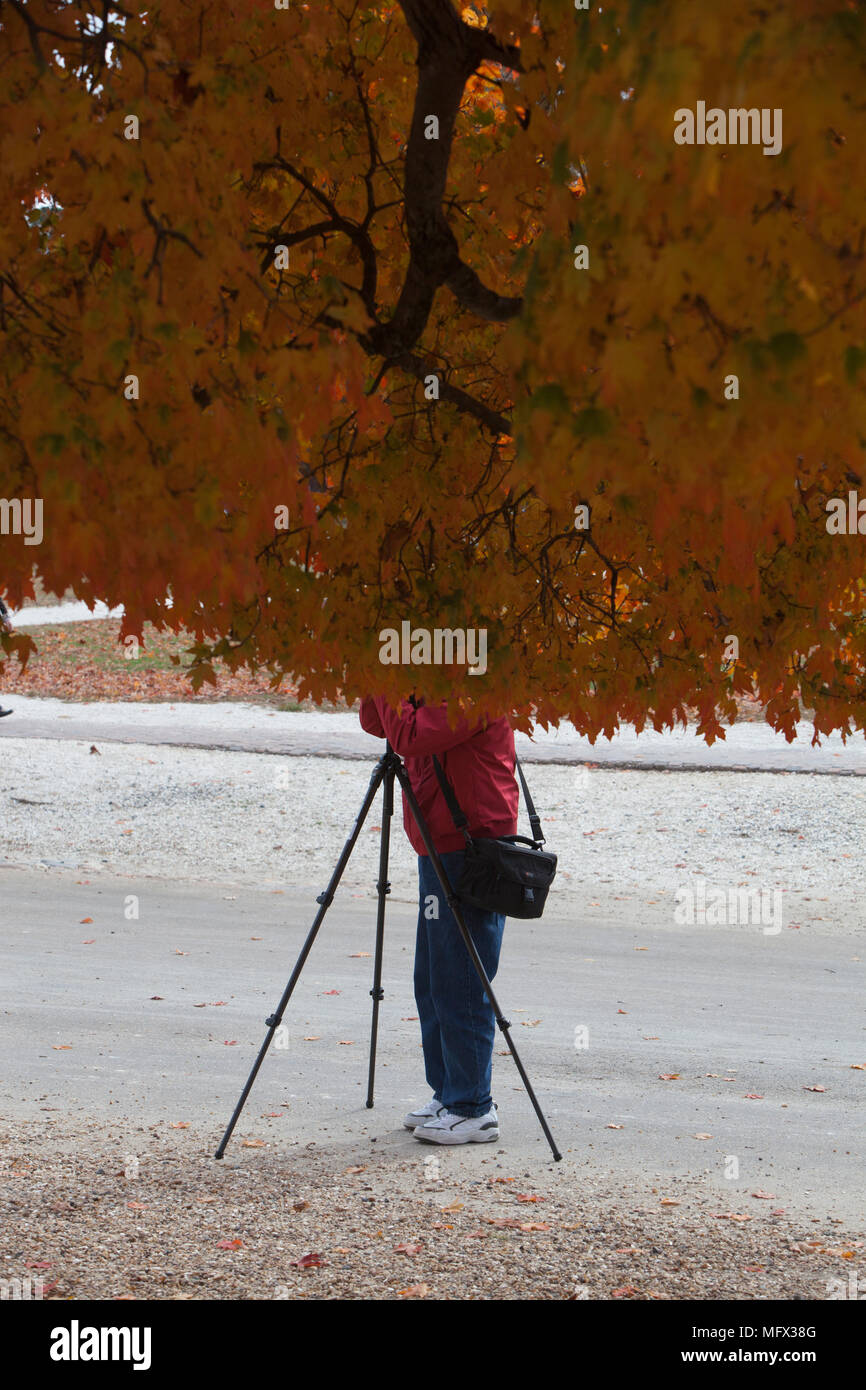 Humorous picture of a nameless, unidentified amateur shutterbug photographer with head hidden by the autumn leaves of a large tree taking a photograph Stock Photo