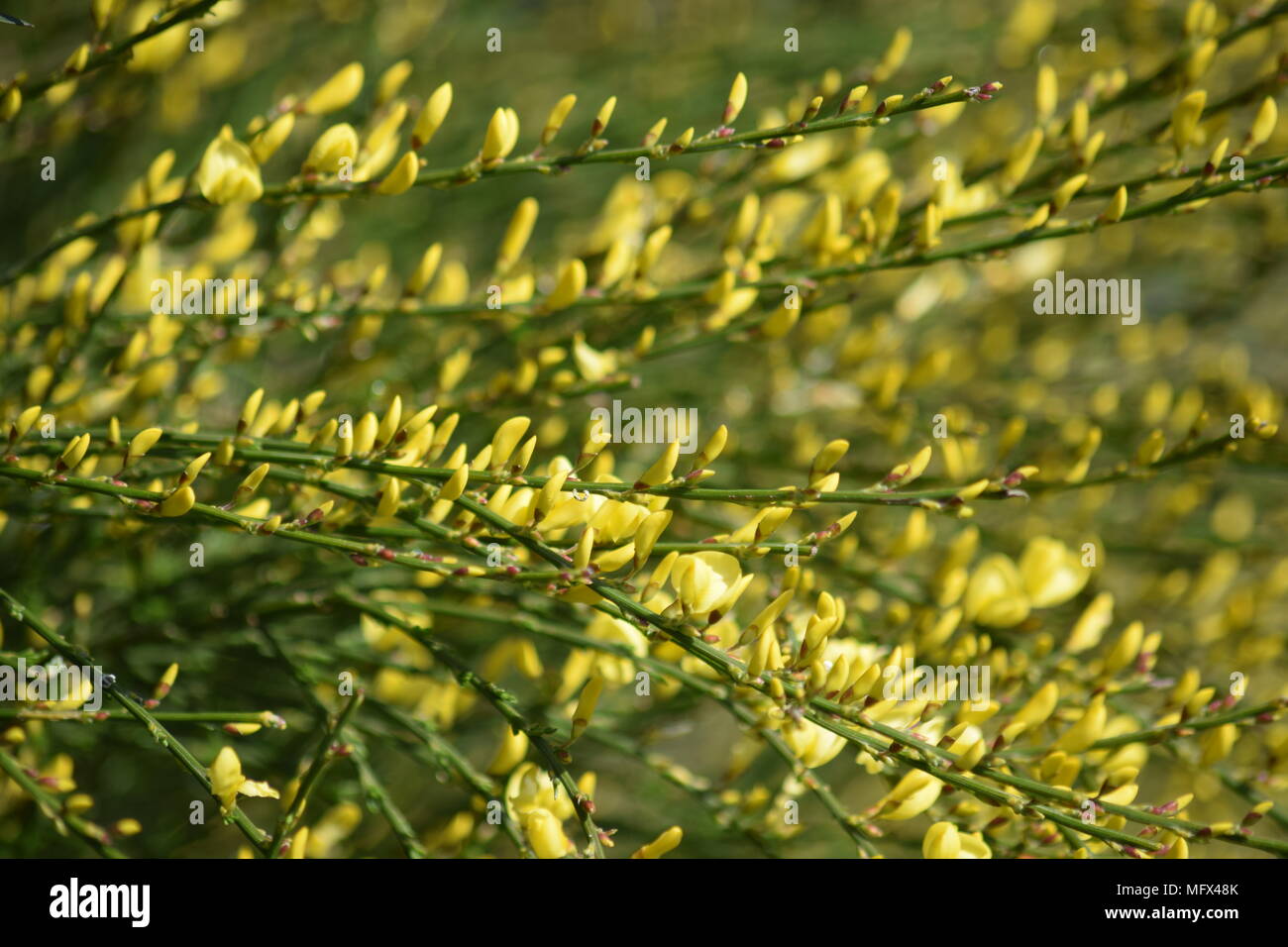 SPRING FLOWERING GARDEN SHRUB: THE YELLOW FLOWER OF BROOM IN APRIL. WEST SUSSEX. 2018 Stock Photo