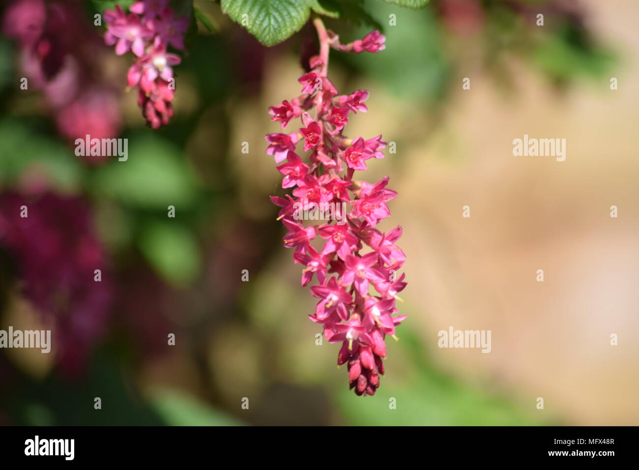 SPRING FLOWERING GARDEN SHRUB: THE PINK FLOWER OF FLOWERING CURRANT IN APRIL. WEST SUSSEX. 2018 Stock Photo