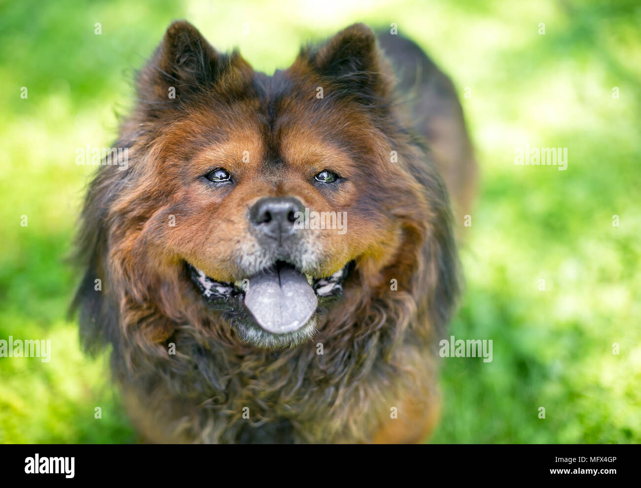 A Chow Chow dog with a thick furry coat looking up and panting Stock Photo Alamy