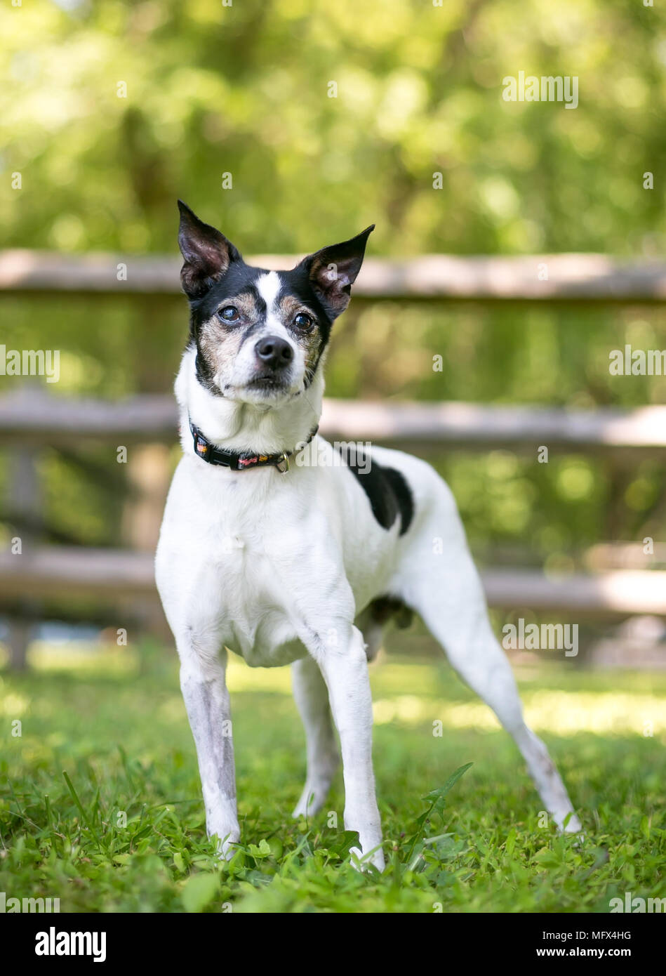 Bliver til Fritid Indbildsk A Rat Terrier mixed breed dog outdoors Stock Photo - Alamy