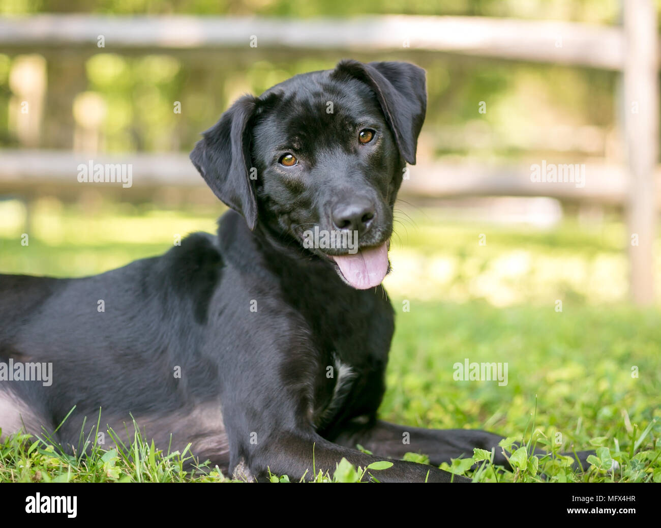 A happy black Labrador Retriever mixed breed dog lying in the grass Stock Photo