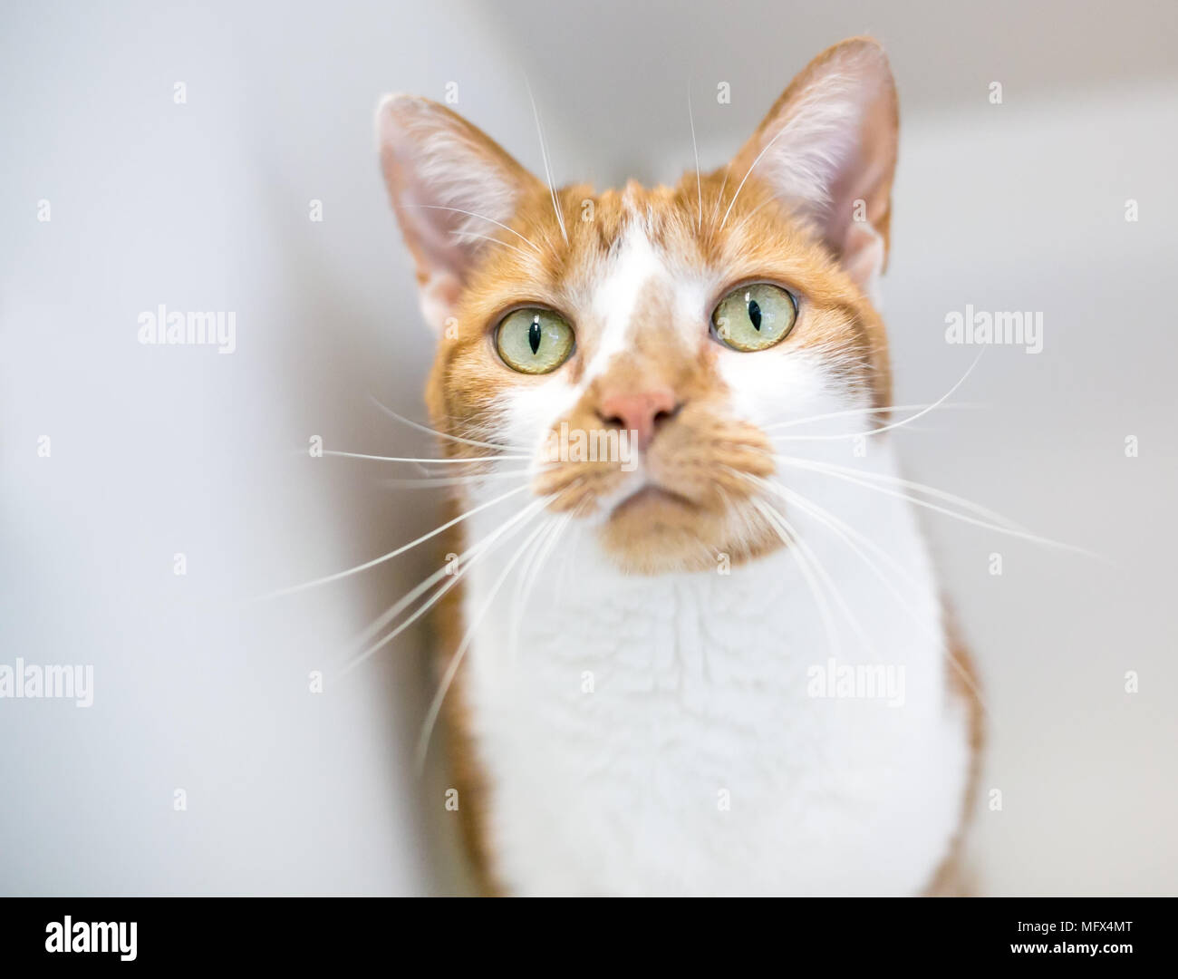 A domestic shorthair cat with orange tabby and white markings Stock Photo