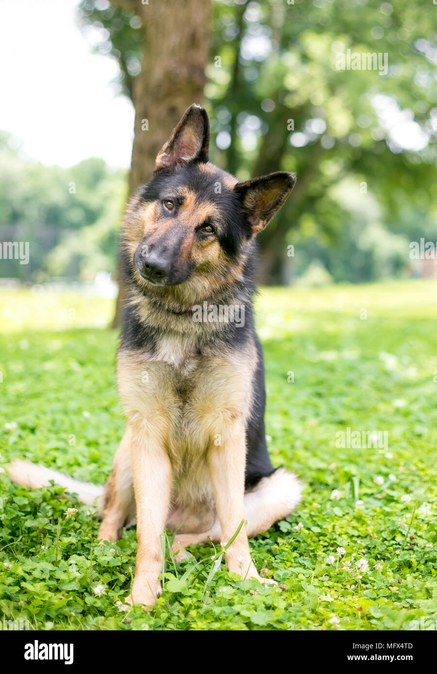 A friendly German Shepherd dog listening with a head tilt Stock Photo