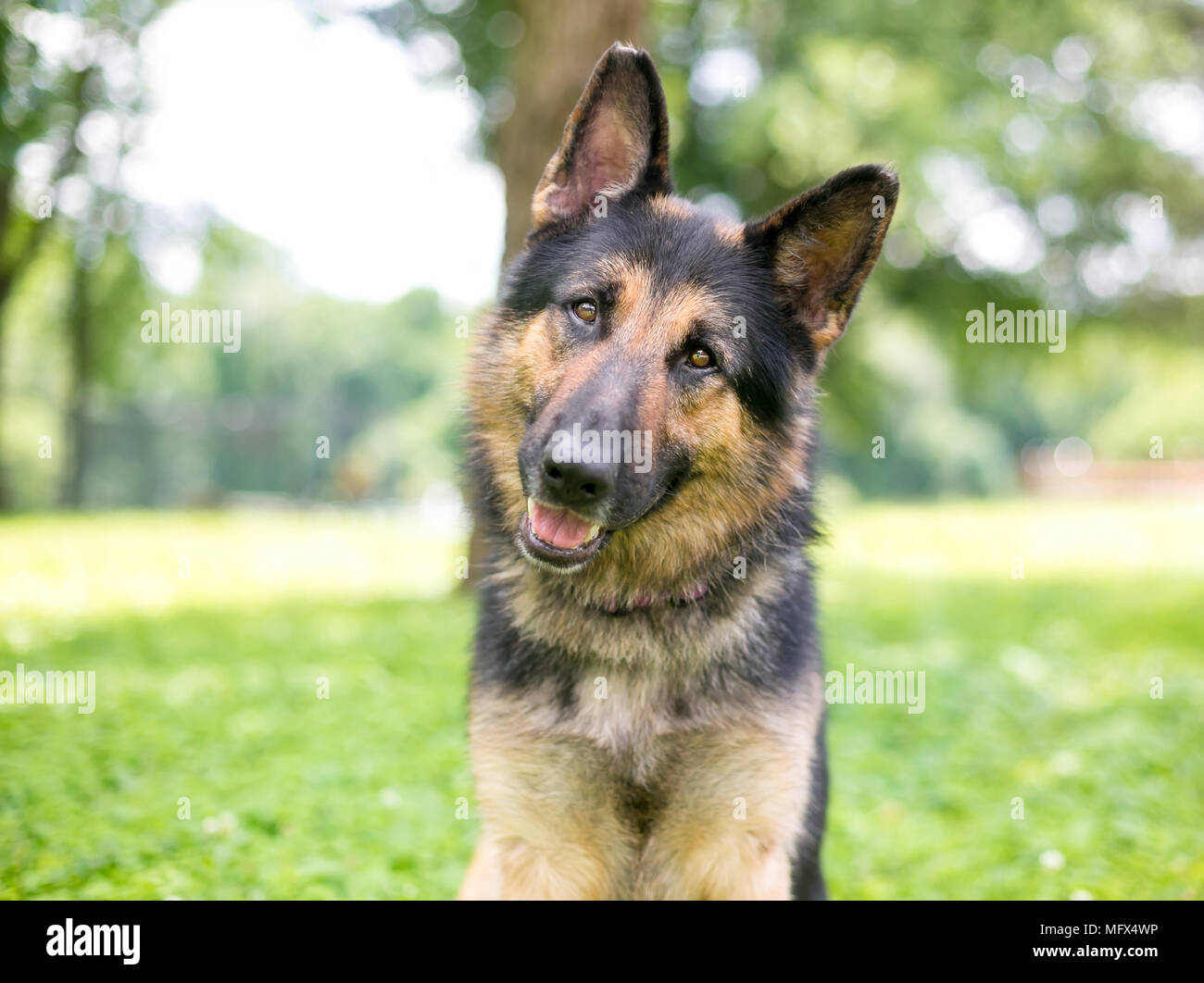 A friendly German Shepherd dog listening with a head tilt Stock Photo