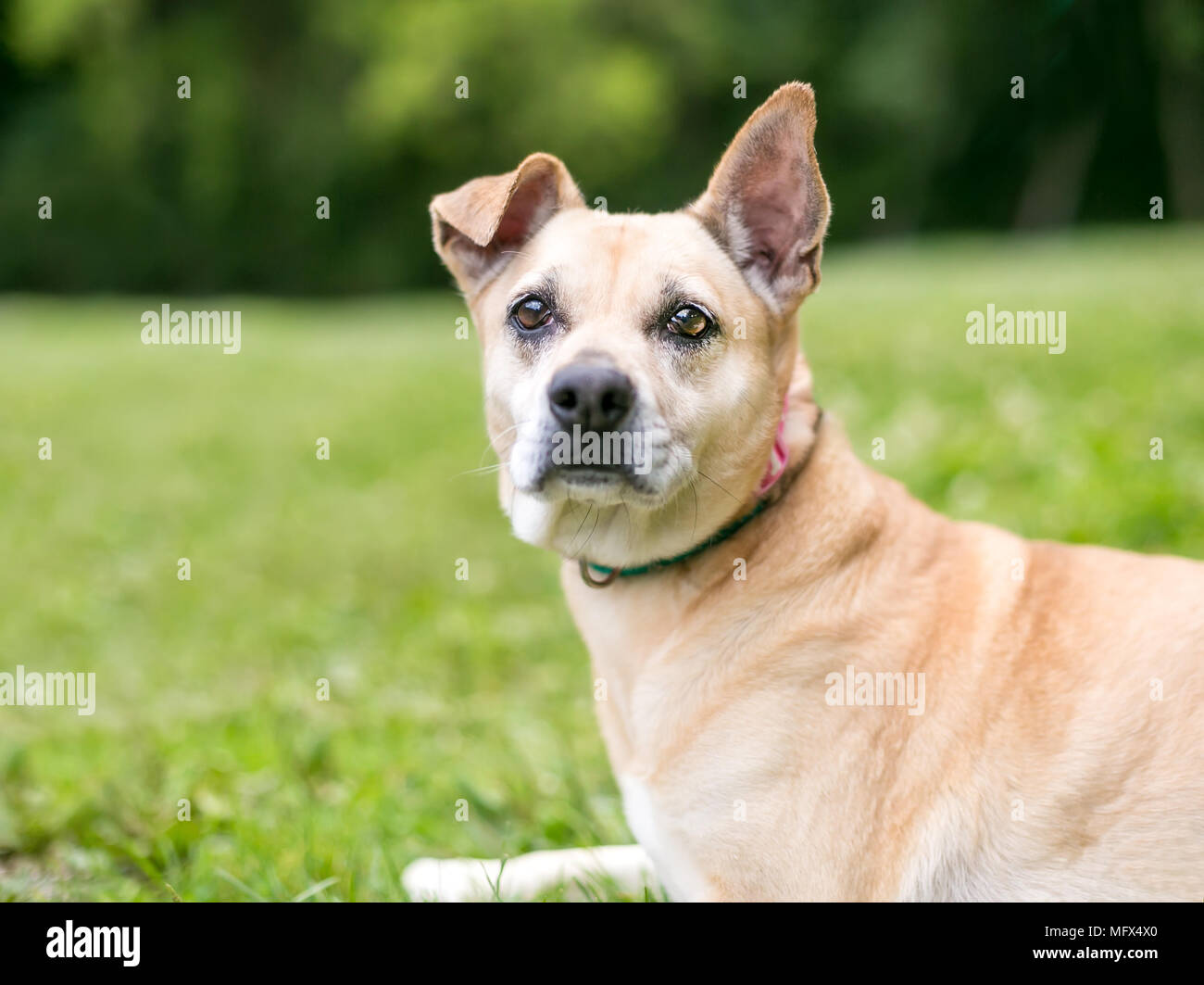 A Terrier mixed breed dog with one floppy ear and one straight ear Stock Photo