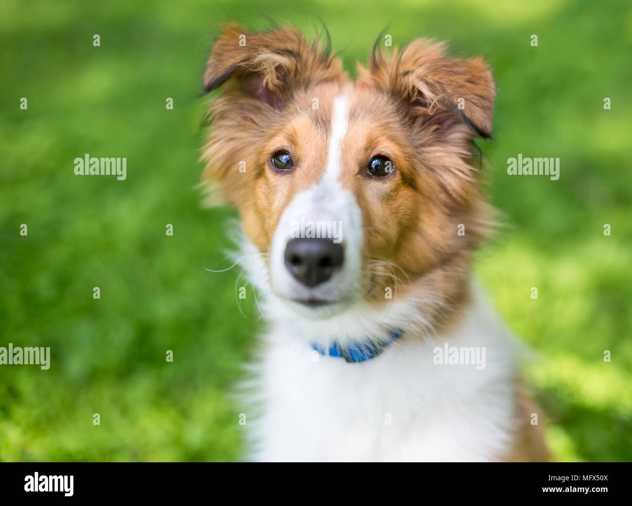 A purebred Shetland Sheepdog 'Sheltie' puppy outdoors Stock Photo