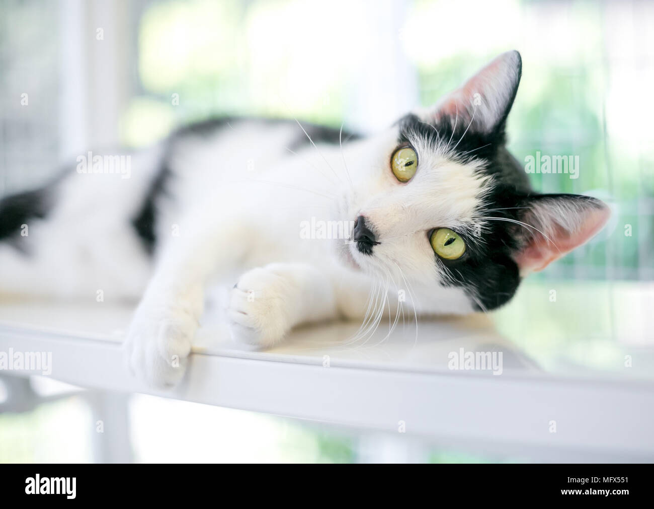 A black and white domestic shorthair cat lounging Stock Photo