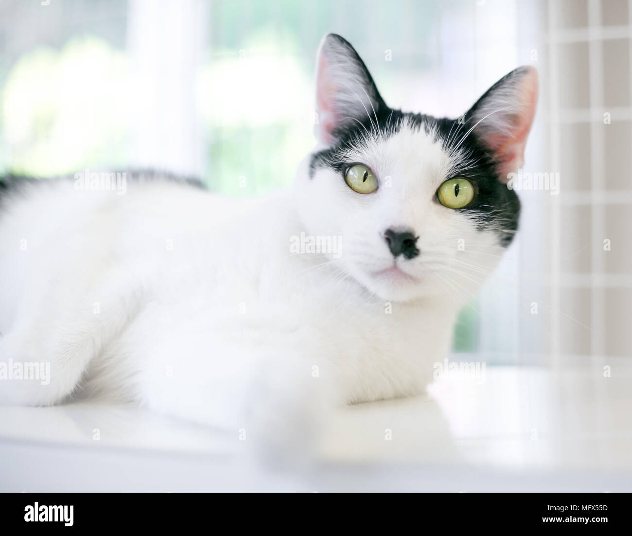 A black and white domestic shorthair cat lounging Stock Photo