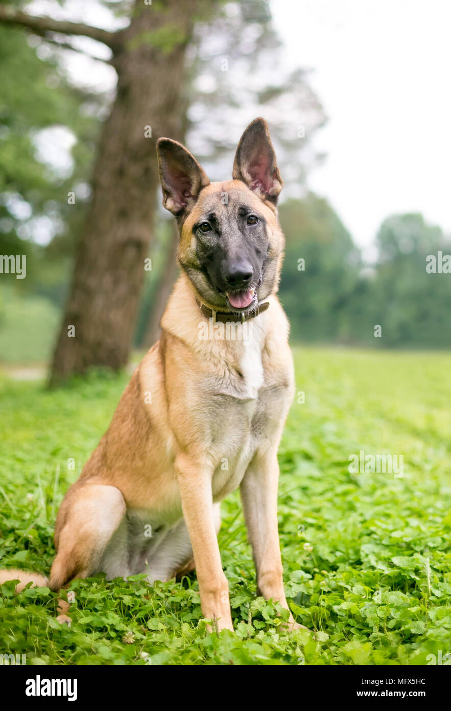 Purebred malinois hotsell