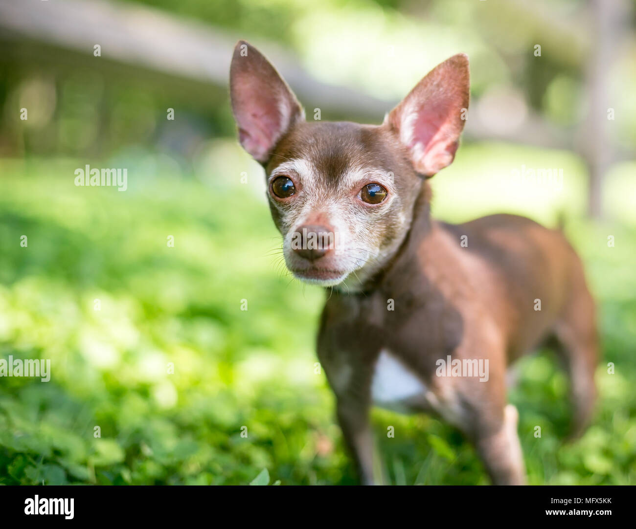 A brown and white Chihuahua dog outdoors Stock Photo Alamy