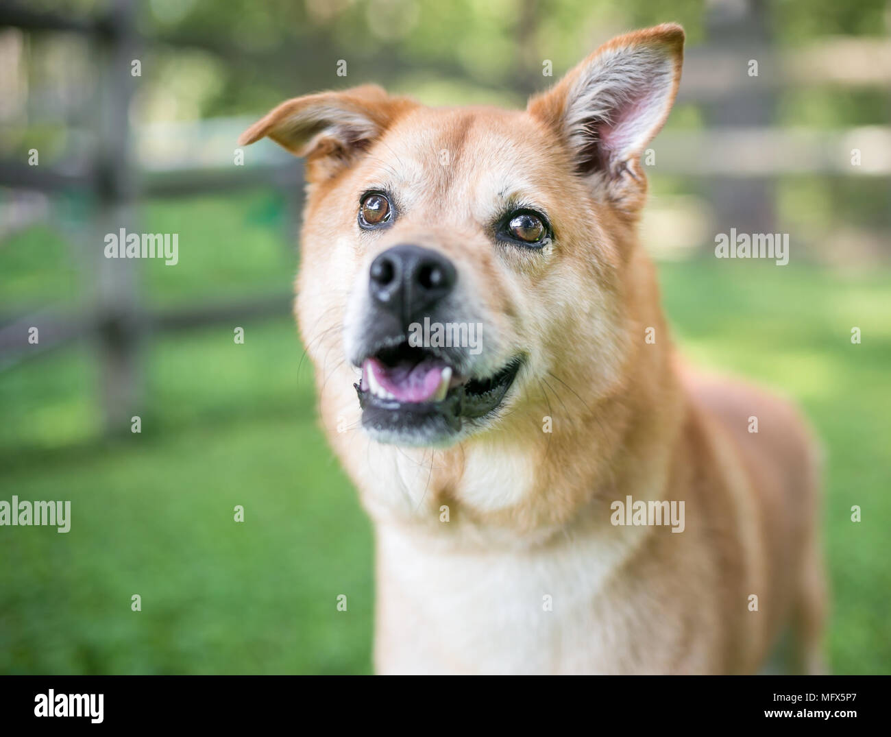 A Shiba Inu Mixed Breed Dog With One Floppy Ear And One Straight Ear Stock Photo Alamy