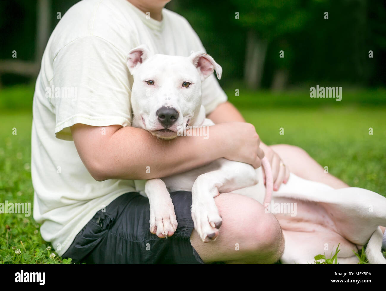 A Pit Bull Terrier mixed breed dog cuddling in a person's lap Stock Photo