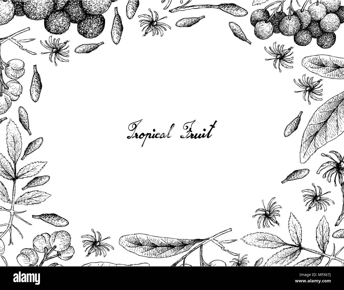 Berry Fruit, Illustration Frame of Hand Drawn Sketch of American Elder or Sambucus Canadensis and Acronychia Pedunculata Fruit Isolated on White Backg Stock Vector