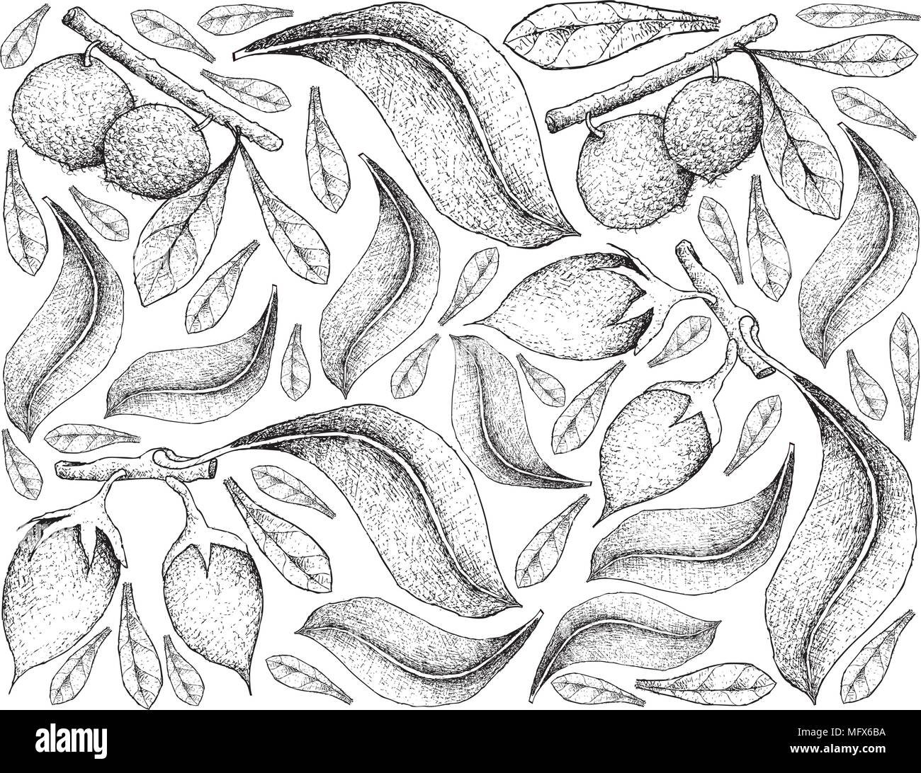 Tropical Fruits, Illustration Wallpaper Background of Hand Drawn Sketch of Aboirana or Pouteria Venosa and Bulletwood, Bukal, Tanjong Tree, Medlar, Sp Stock Vector