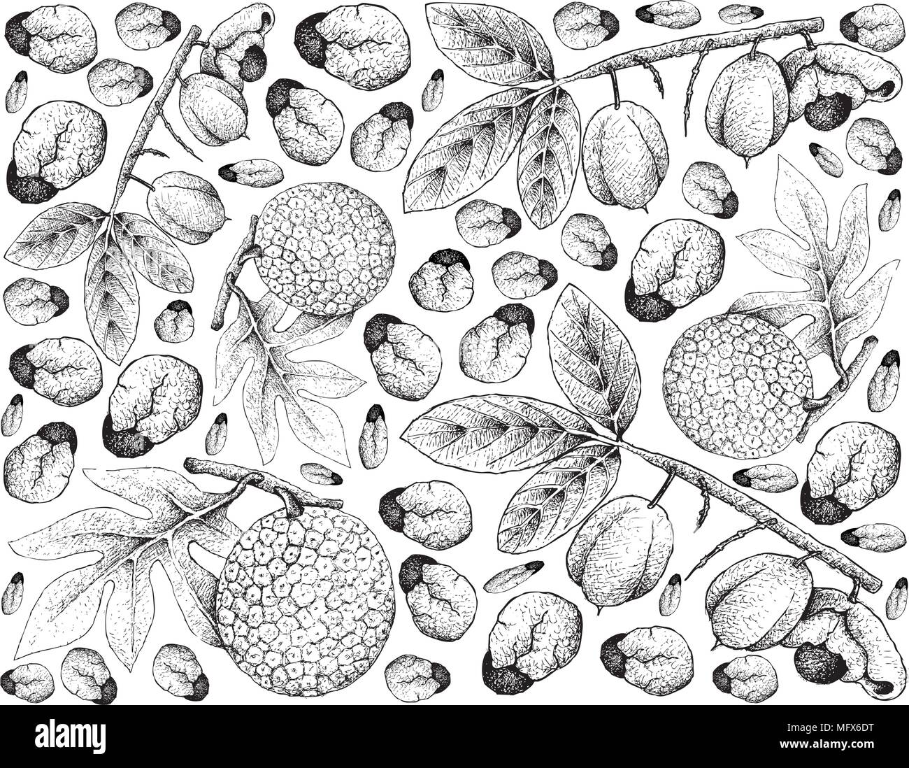 Tropical Fruits, Illustration Wallpaper Background of Hand Drawn Sketch of Ackee or Blighia Sapida and Breadfruit or Artocarpus Altilis Fruits. Stock Vector
