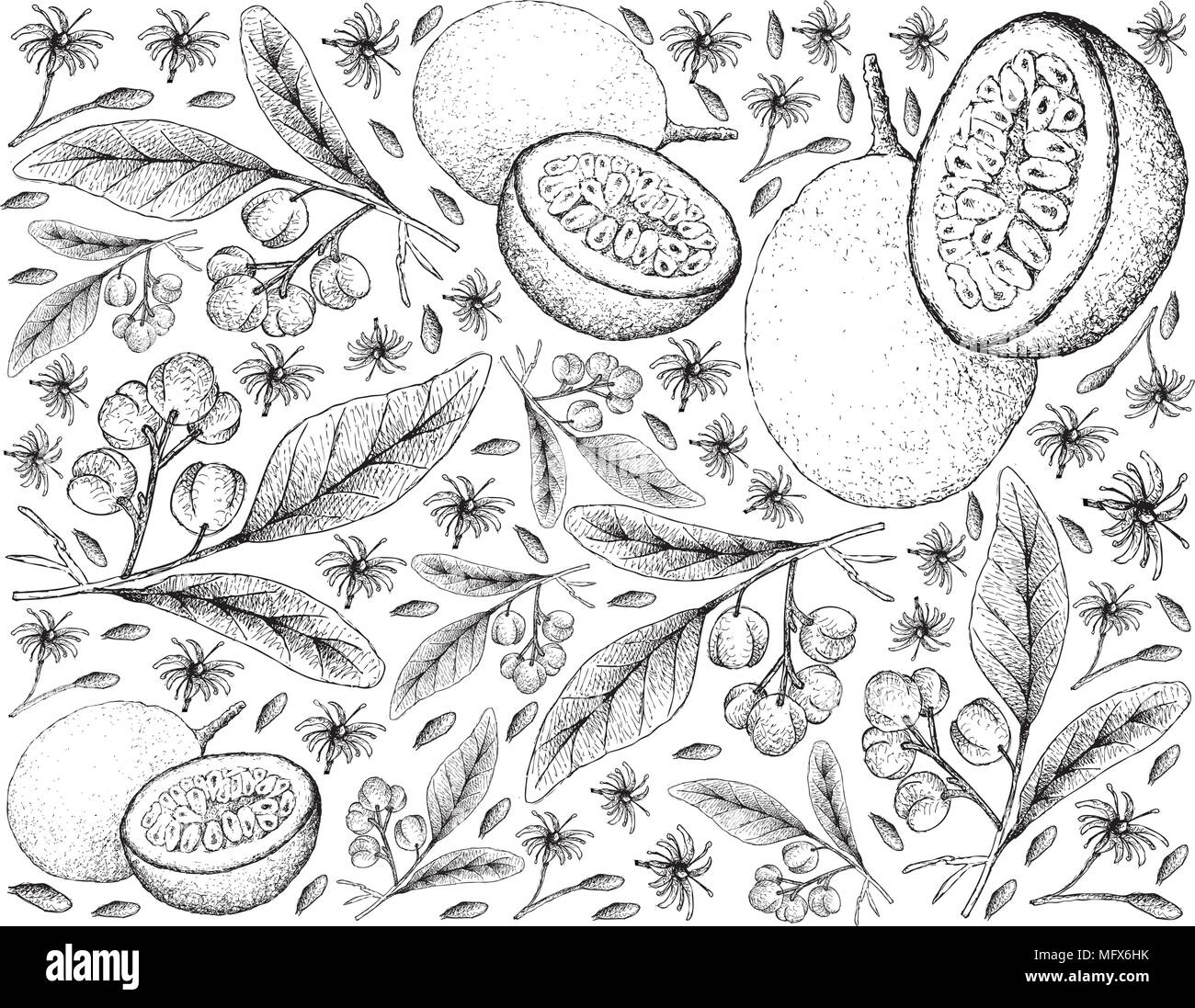 Tropical Fruits, Illustration Wallpaper Background of Hand Drawn Sketch of Acronychia Pedunculata and Passion Fruit or Passiflora Edulis. Stock Vector