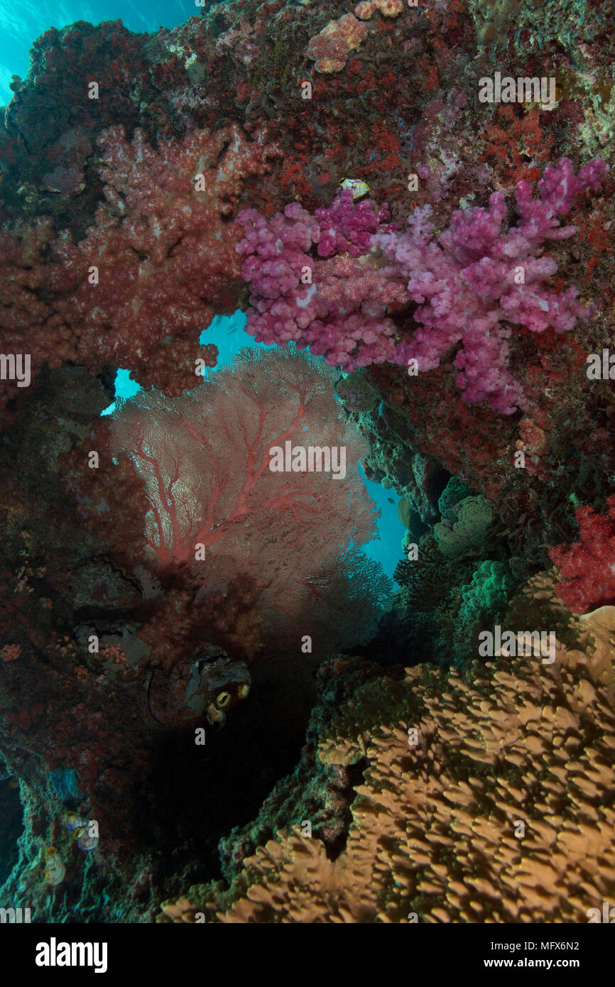 Unimaginable size of  coral gardens, diversity of forms and fabulous colors. Picture was taken in the Ceram sea, Raja Ampat, West Papua, Indonesia Stock Photo