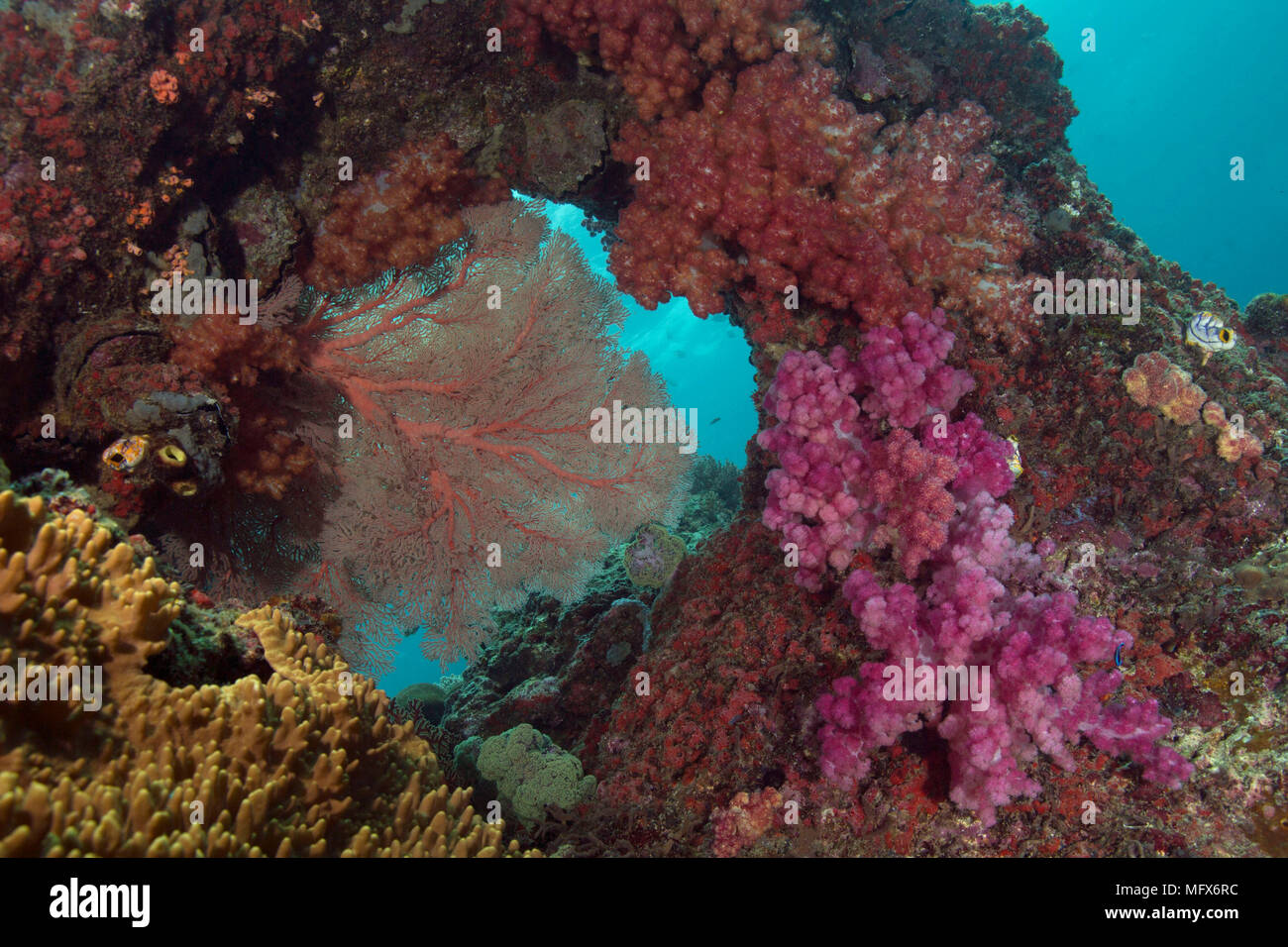 Unimaginable size of  coral gardens, diversity of forms and fabulous colors. Picture was taken in the Ceram sea, Raja Ampat, West Papua, Indonesia Stock Photo