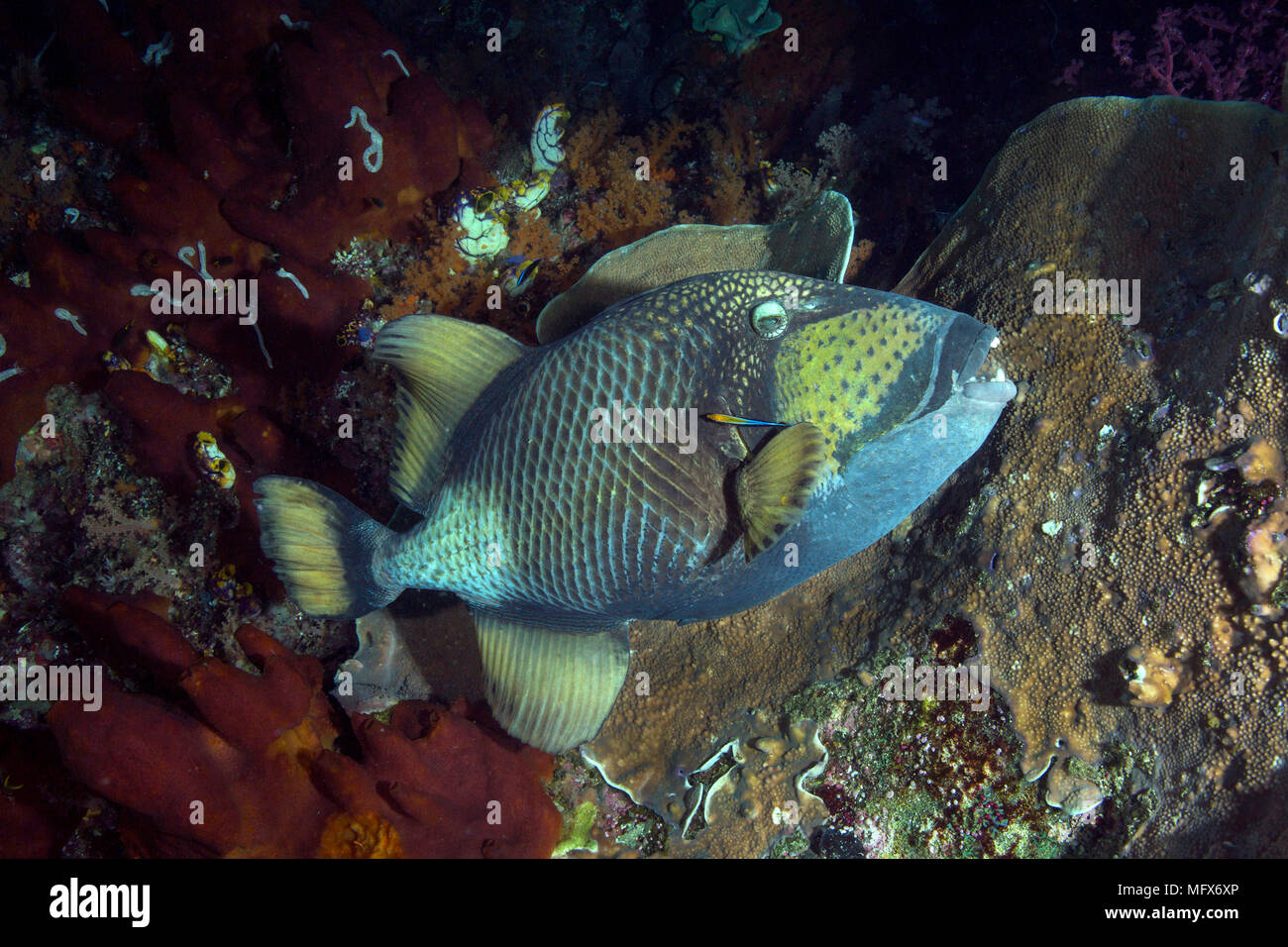Titan triggerfish  (Balistoides viridescens) and Bluestreak cleaner wrasse (Labroides dimidiatus). Picture was taken in the Banda sea, Ambon, West Pap Stock Photo
