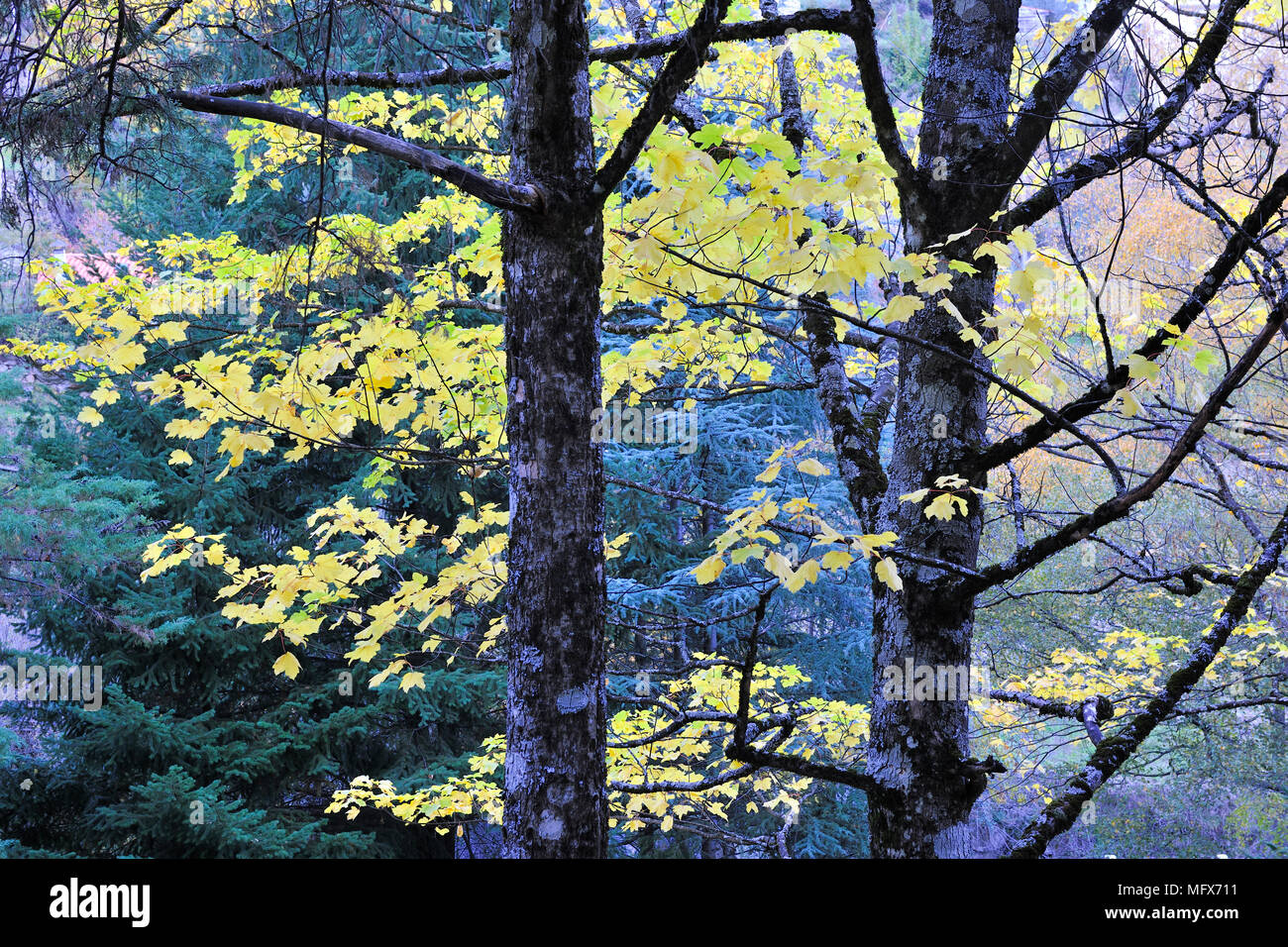 Autumn in the Serra da Estrela Nature Park, Portugal Stock Photo