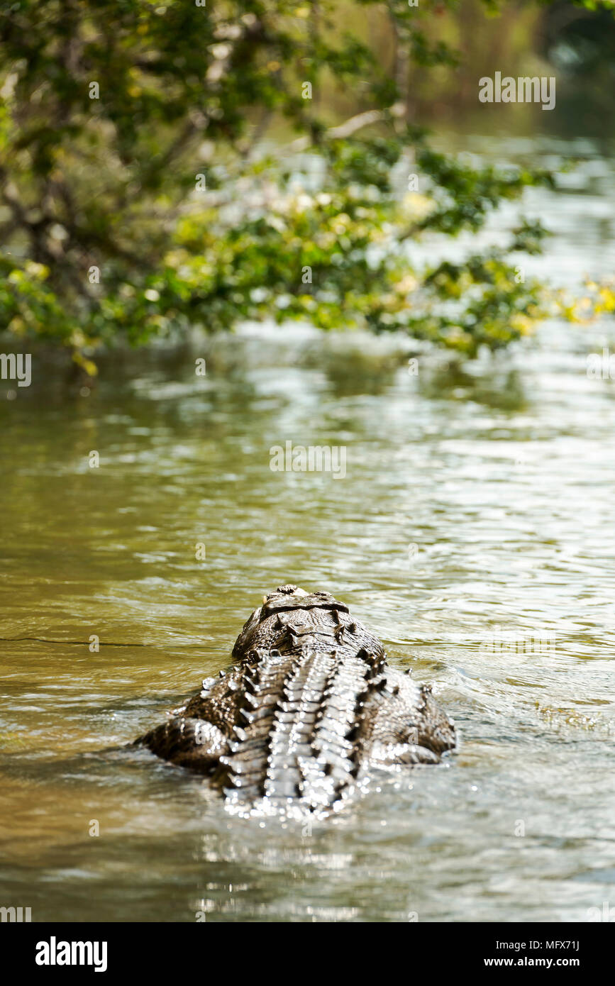 Freshwater crocodile swimming in jungle river Stock Photo