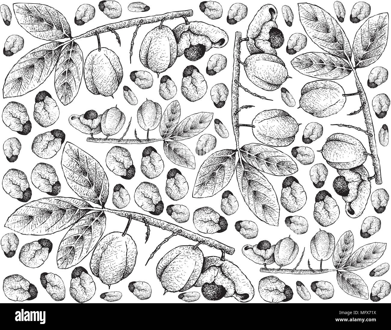Tropical Fruits, Illustration Wallpaper Background of Hand Drawn Sketch of Ackee or Blighia Sapida Fruits. High in Vitamin A and C With Essential Nutr Stock Vector