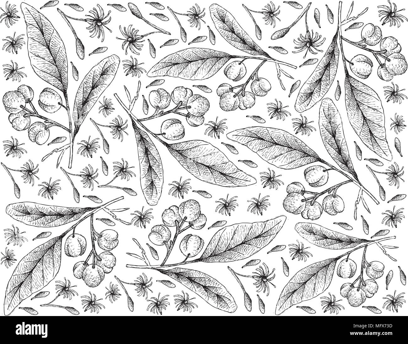 Tropical Fruits, Illustration Wallpaper Background of Hand Drawn Sketch Acronychia Pedunculata Fruits. Stock Vector