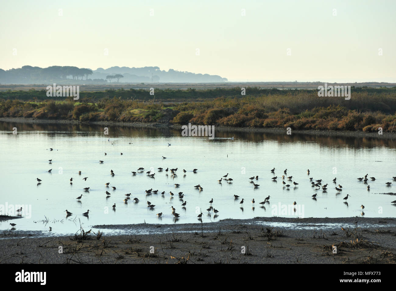 Black-tailed Godwits (Limosa limosa) in the salt pans of the Sado Estuary Nature Reserve. Portugal Stock Photo