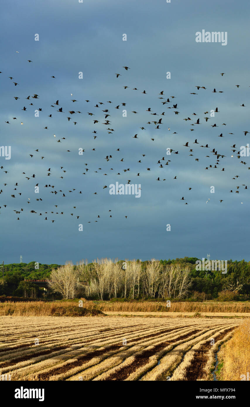 Glossy Ibis flock (Plegadis falcinellus) at the Sado Estuary Nature Reserve, flying over rice fields. Portugal Stock Photo